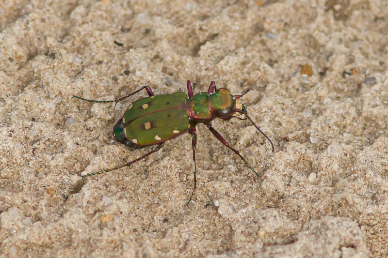 Cicindela campestris (Green Tiger Beetle).jpg